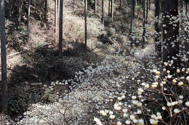 茂木町　ミツマタ群生地