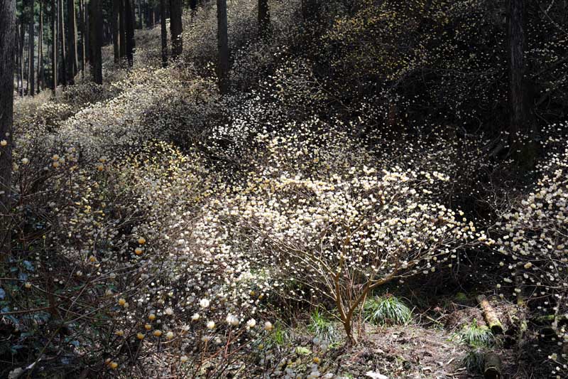 茂木町　ミツマタ群生地