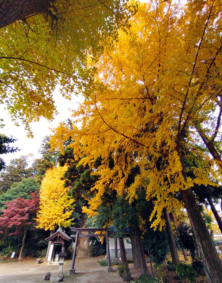 愛宕神社のいちょう