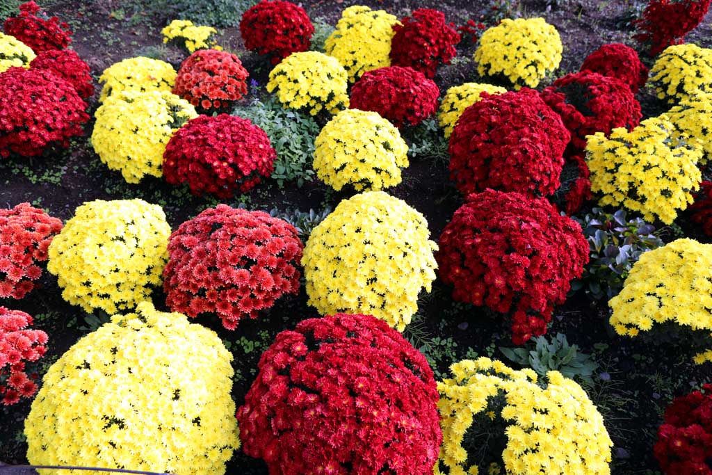 初秋の大石公園