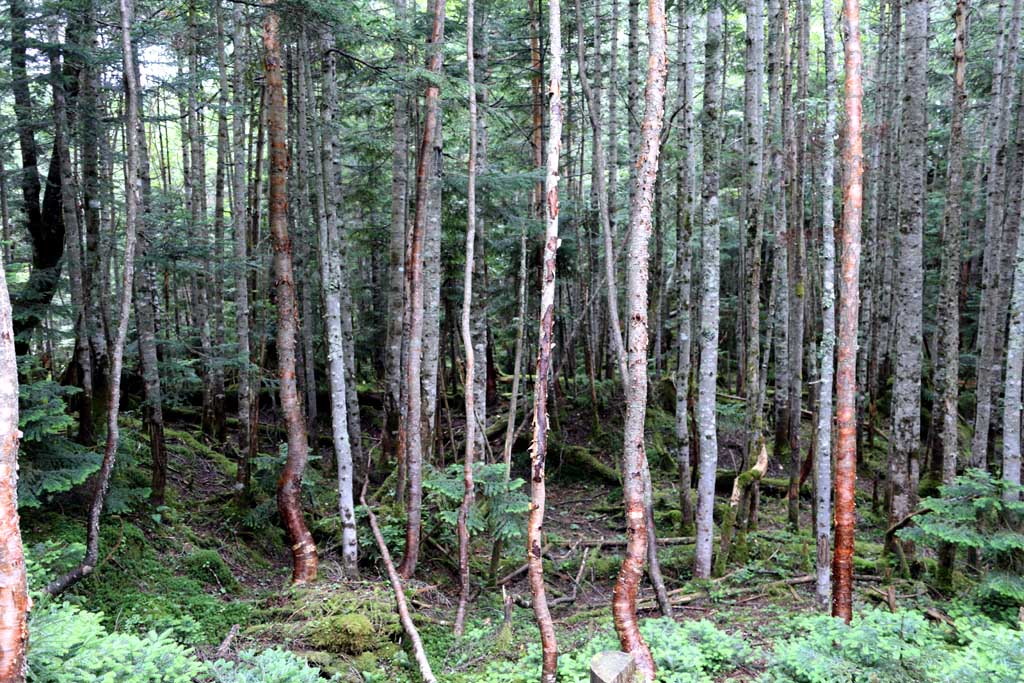 日光白根山ロープウェイ