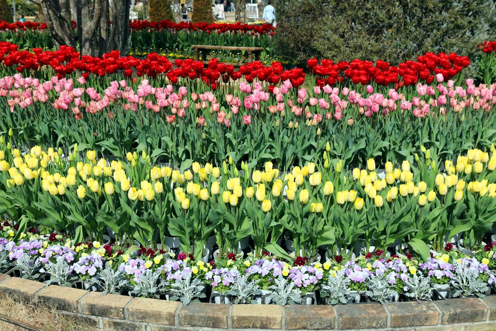 足利フラワーパーク 2026早春