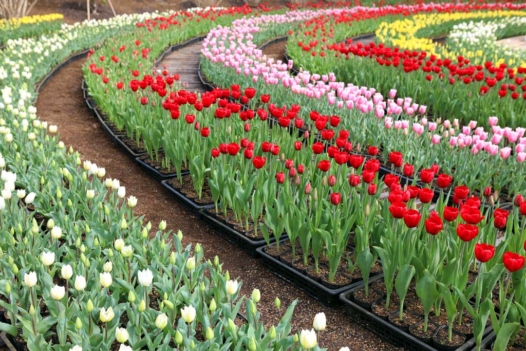 足利フラワーパーク 2026早春