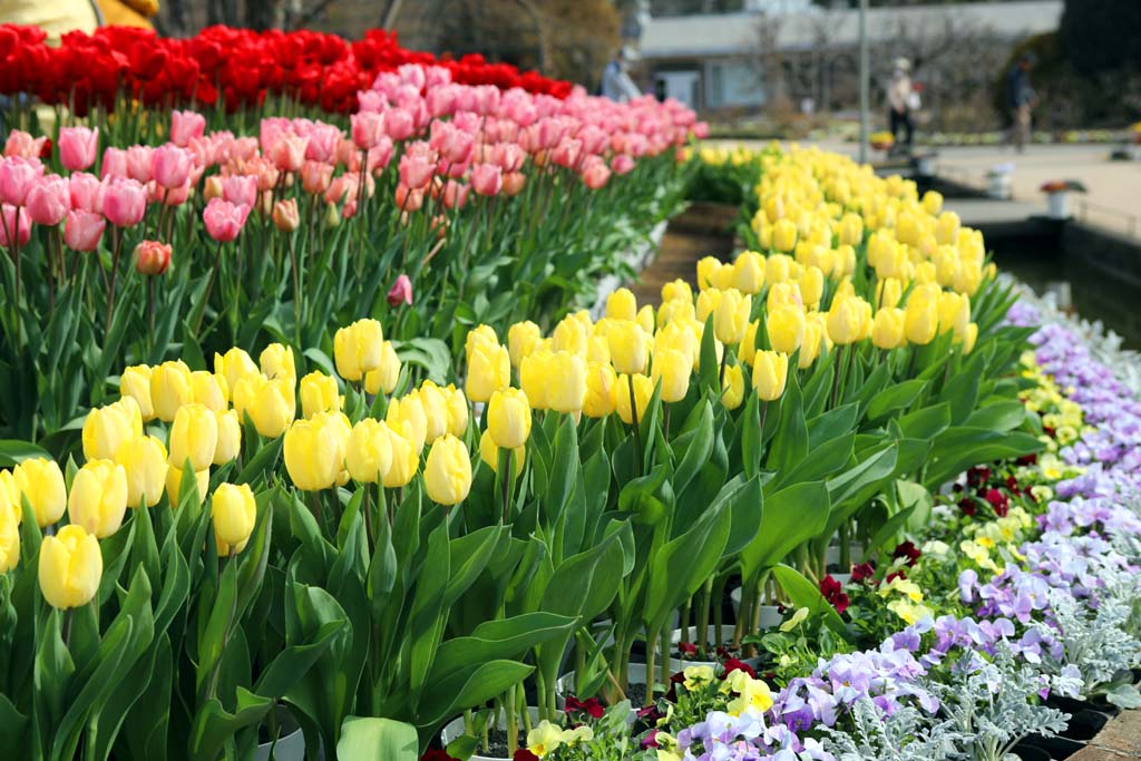 足利フラワーパーク 2026早春