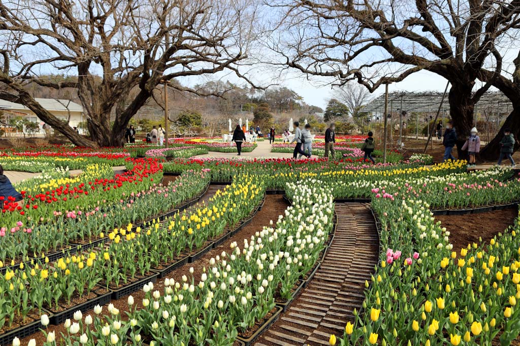 足利フラワーパーク 2026早春