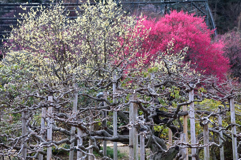 足利フラワーパーク 2026早春