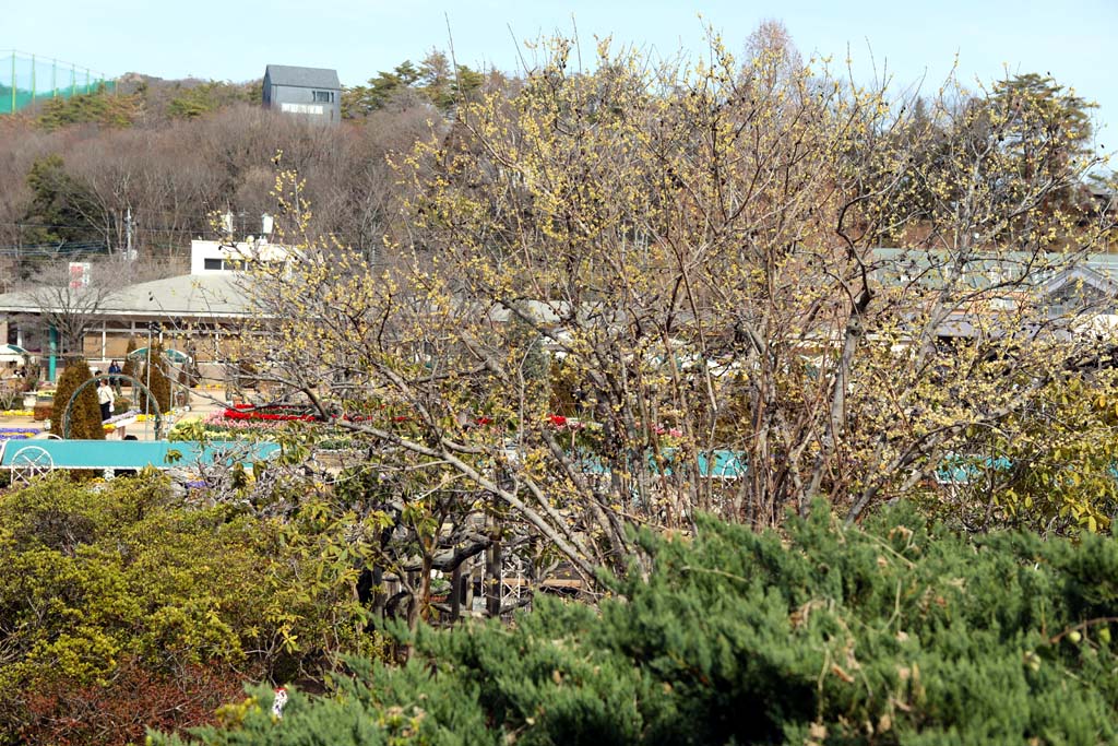 足利フラワーパーク 2026早春