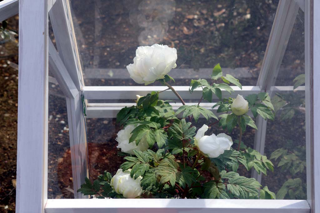 足利フラワーパーク 2026早春