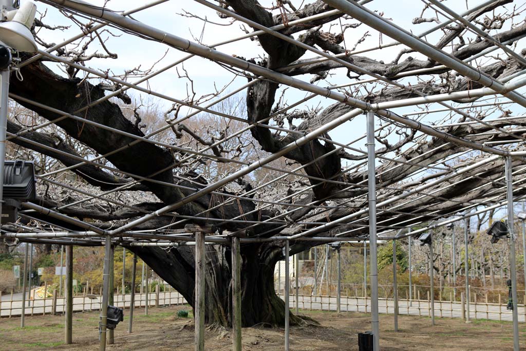 足利フラワーパーク 2026早春