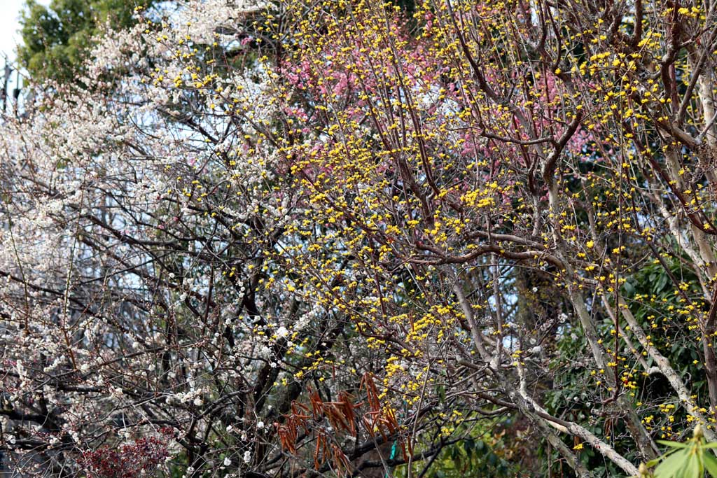 足利フラワーパーク 2026早春