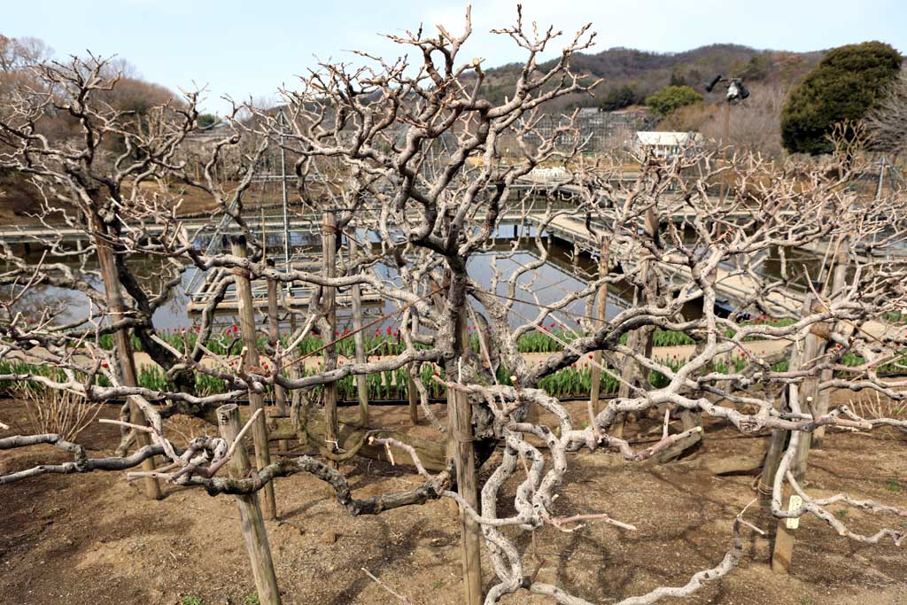 足利フラワーパーク 2026早春