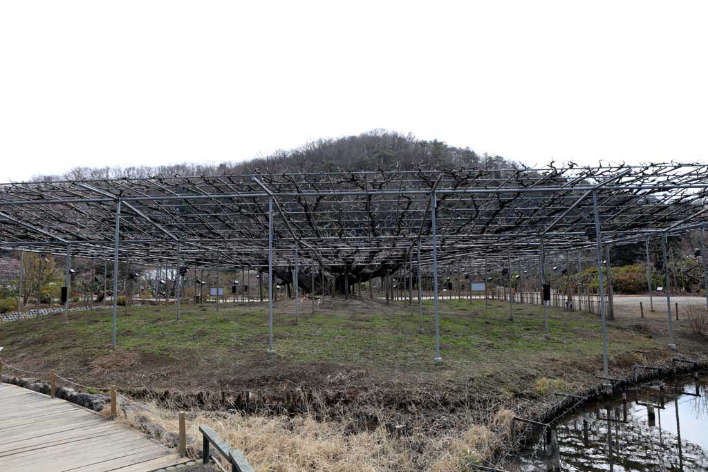 足利フラワーパーク 2026早春