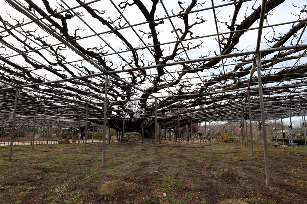 足利フラワーパーク 2026早春