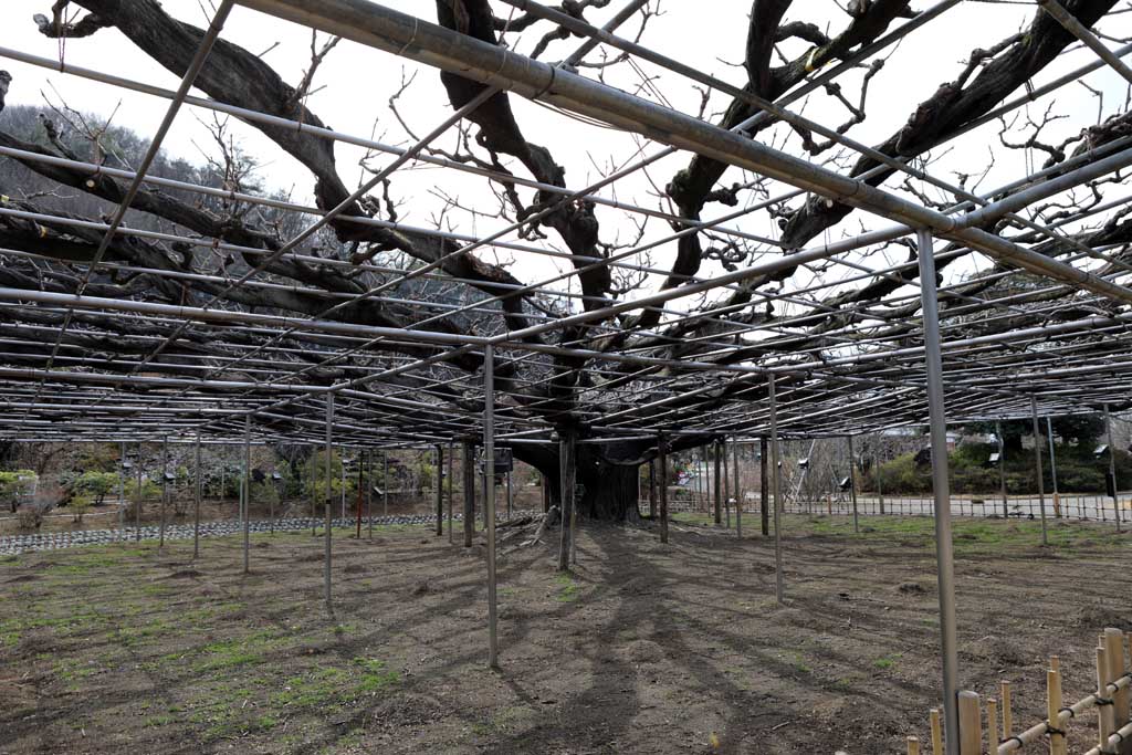 足利フラワーパーク 2026早春