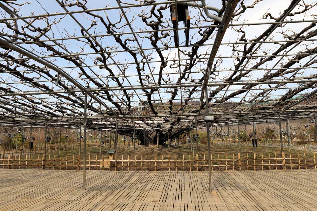 足利フラワーパーク 2026早春