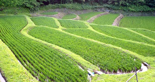 茂木町　棚田