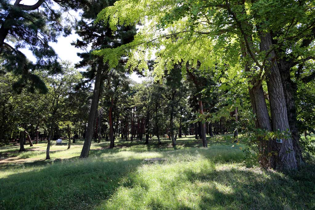 国営ひたち海浜公園、コキアの頃 2025