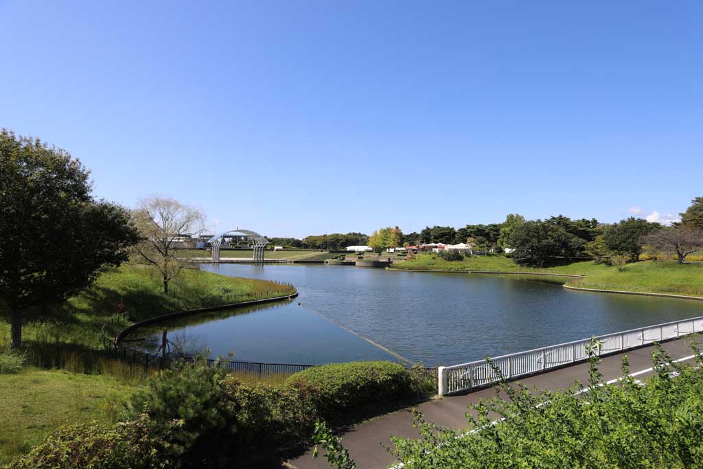 国営ひたち海浜公園、コキアの頃 2025