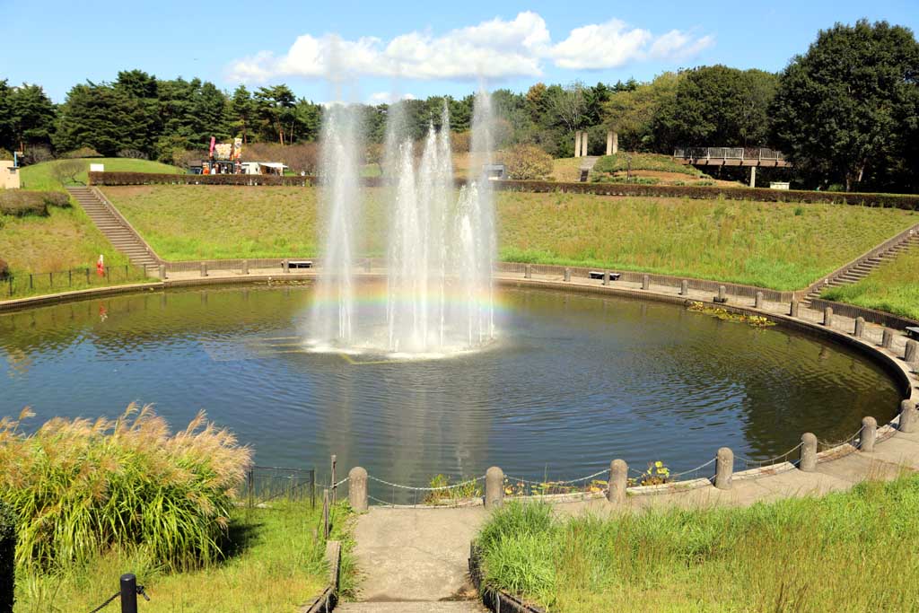 国営ひたち海浜公園、コキアの頃 2025