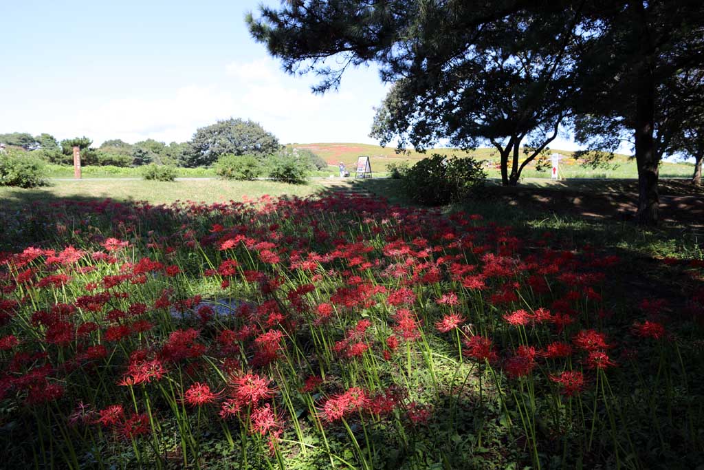 国営ひたち海浜公園、コキアの頃 2025