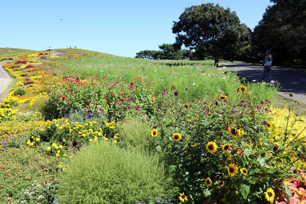 国営ひたち海浜公園、コキアの頃 2025