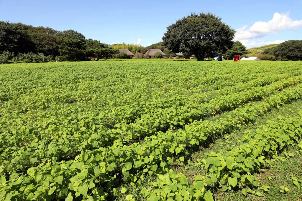 国営ひたち海浜公園、コキアの頃 2025