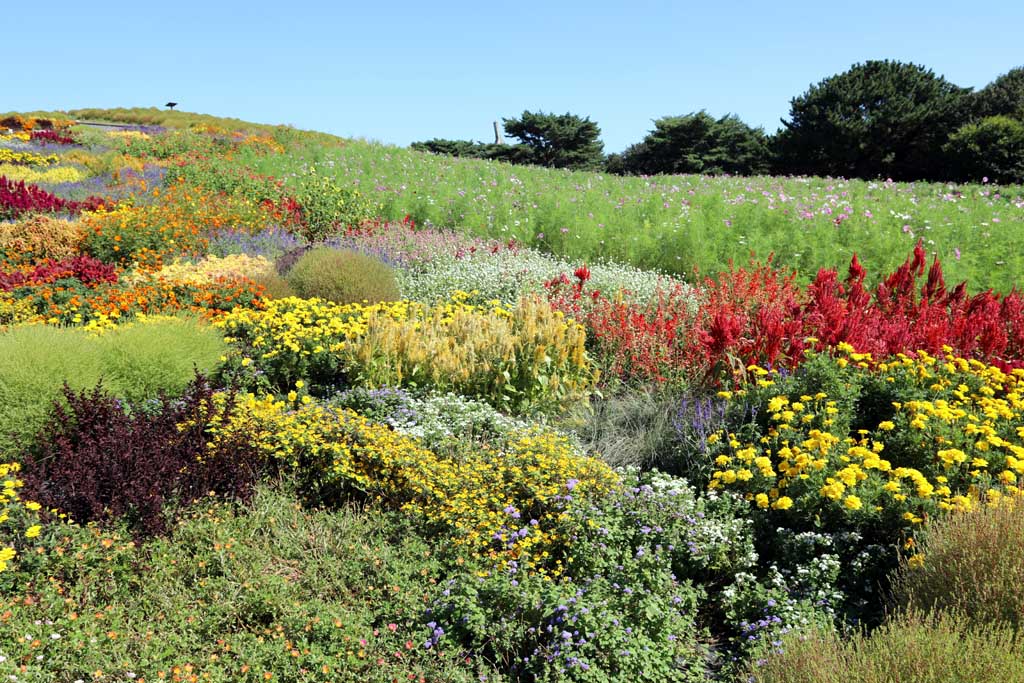 国営ひたち海浜公園、コキアの頃 2025