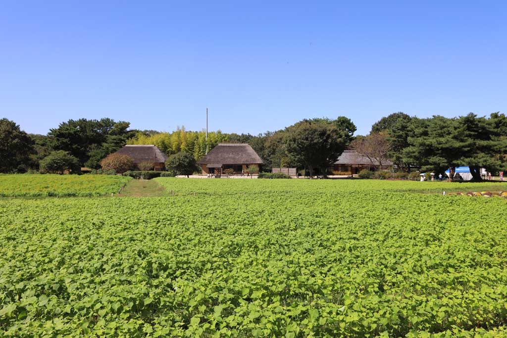 国営ひたち海浜公園、コキアの頃 2025