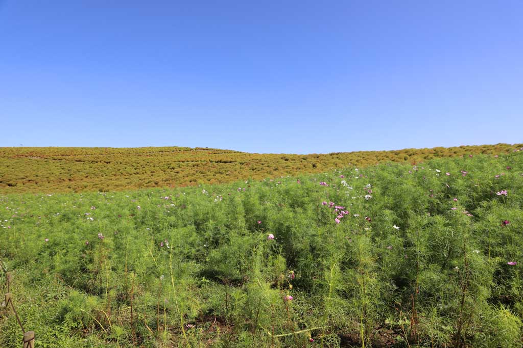 国営ひたち海浜公園、コキアの頃 2025