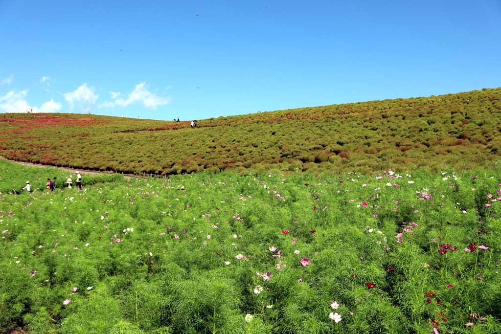 国営ひたち海浜公園、コキアの頃 2025