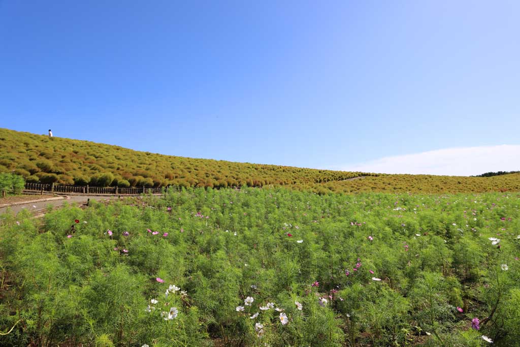 国営ひたち海浜公園、コキアの頃 2025