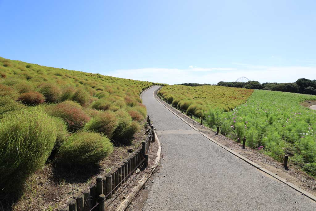 国営ひたち海浜公園、コキアの頃 2025