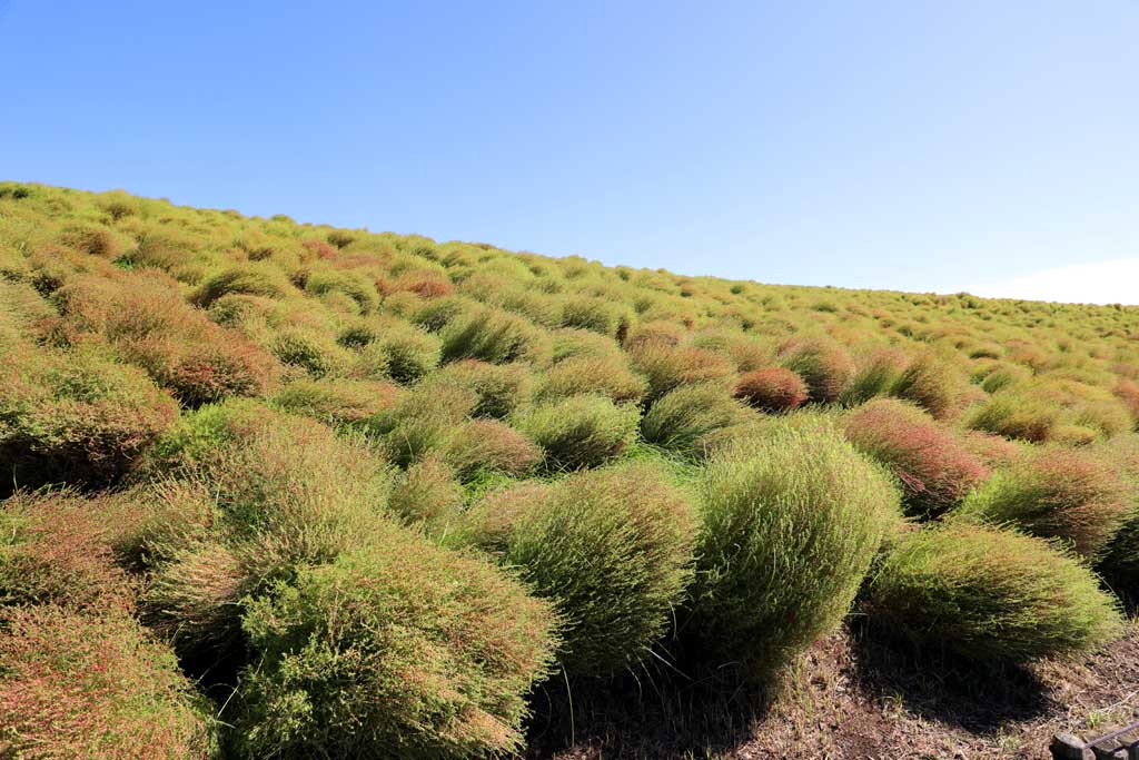 国営ひたち海浜公園、コキアの頃 2025
