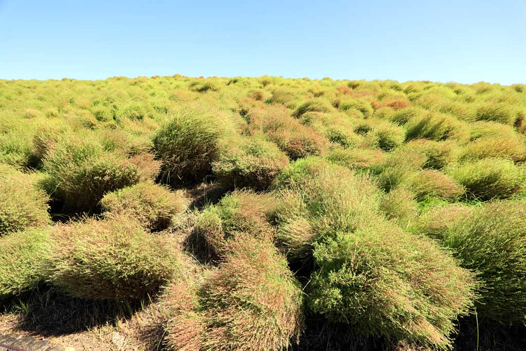 国営ひたち海浜公園、コキアの頃 2025