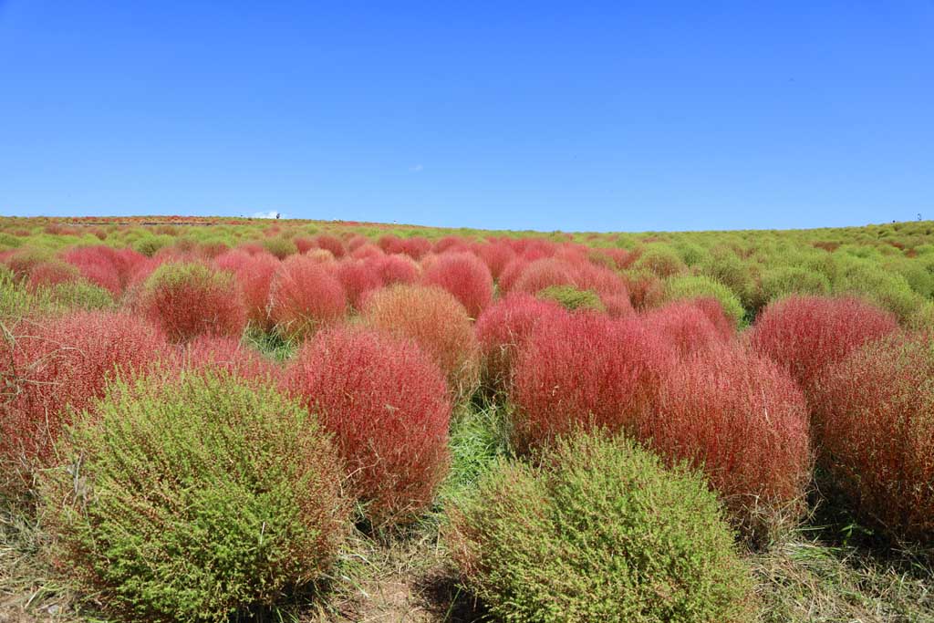 国営ひたち海浜公園、コキアの頃 2025