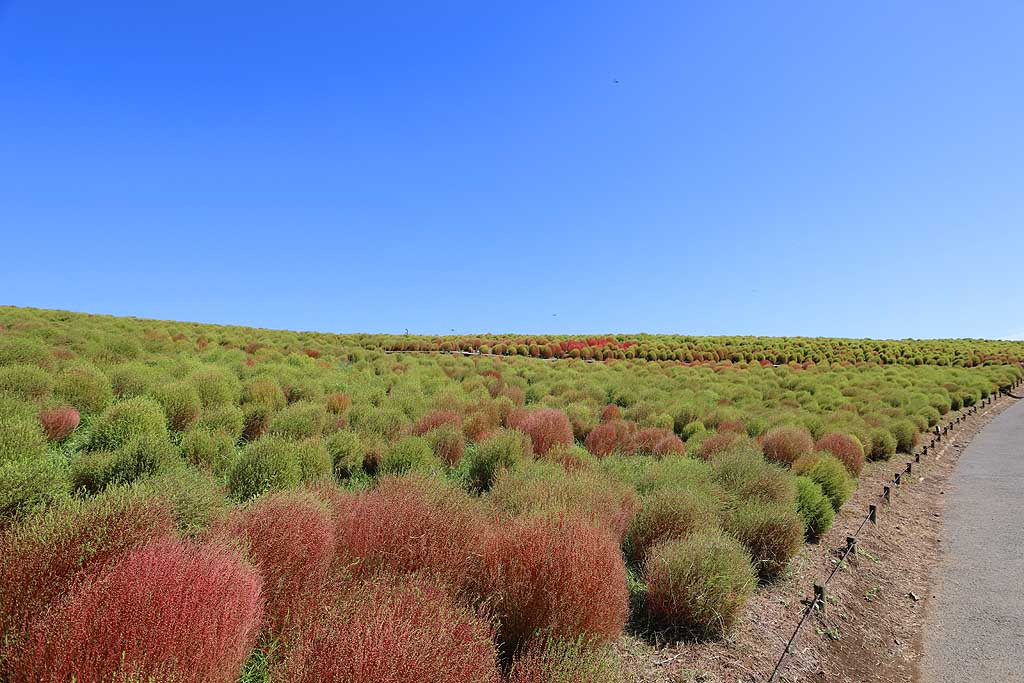 国営ひたち海浜公園、コキアの頃 2025