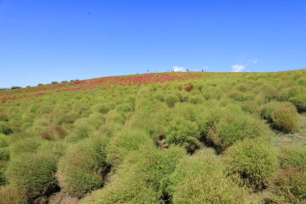 国営ひたち海浜公園、コキアの頃 2025