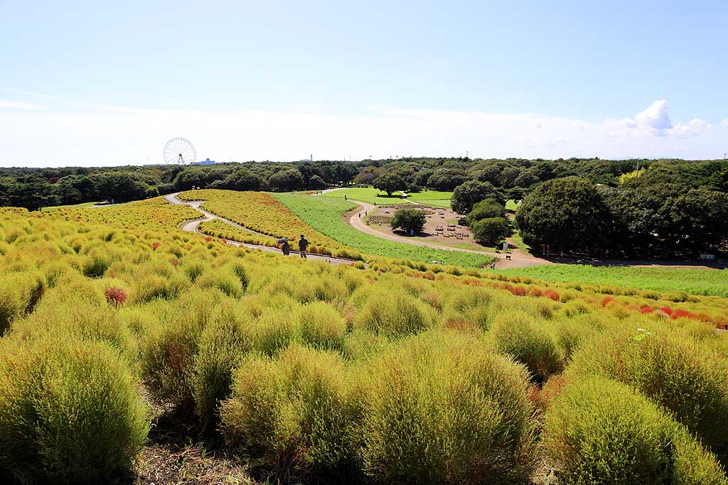 国営ひたち海浜公園、コキアの頃 2025