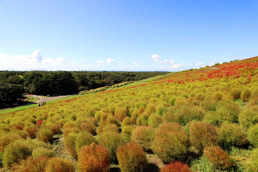 国営ひたち海浜公園、コキアの頃 2025