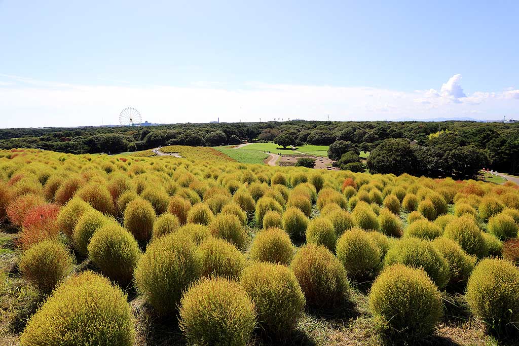国営ひたち海浜公園、コキアの頃 2025