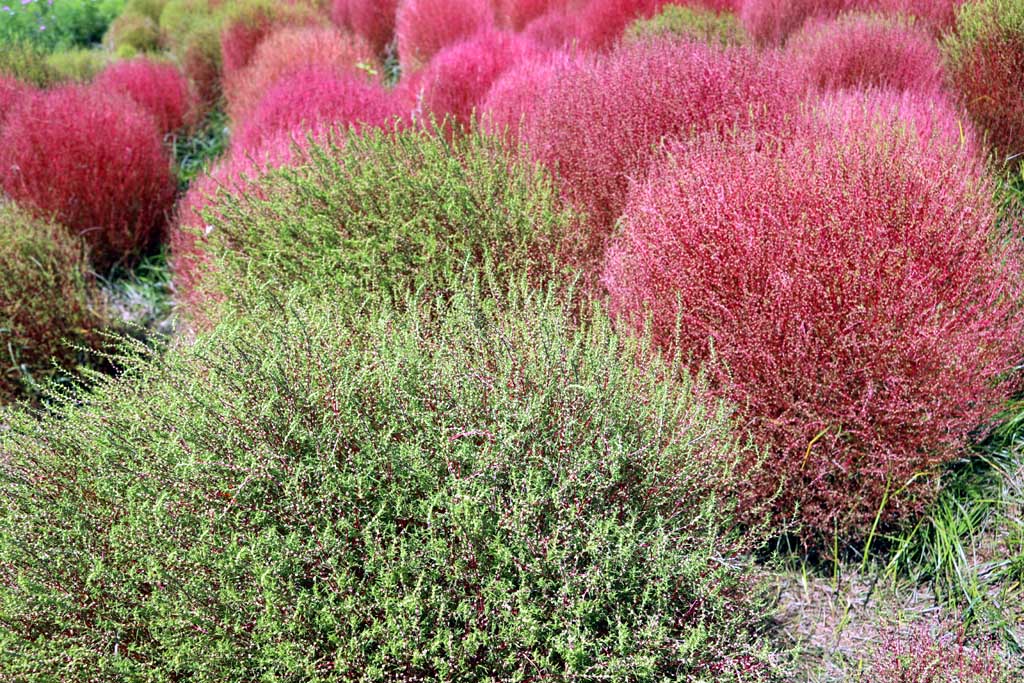 国営ひたち海浜公園、コキアの頃 2025