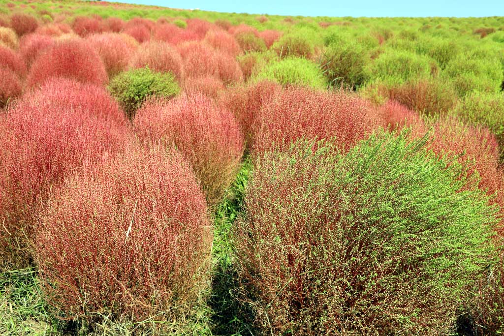 国営ひたち海浜公園、コキアの頃 2025