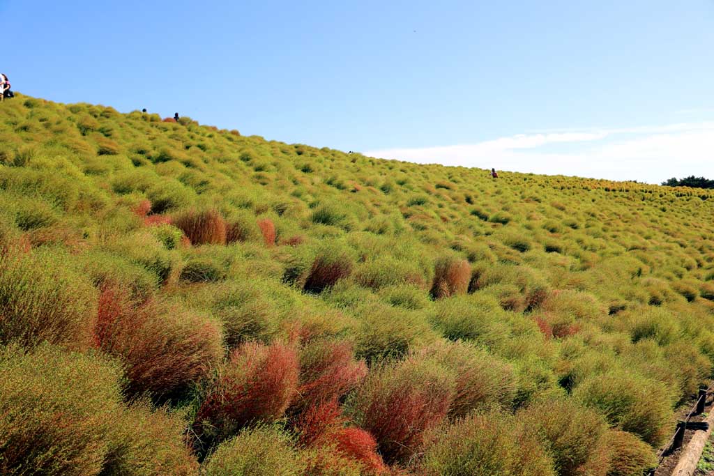国営ひたち海浜公園、コキアの頃 2025
