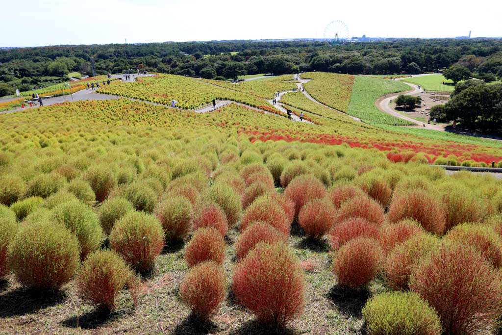 国営ひたち海浜公園、コキアの頃 2025