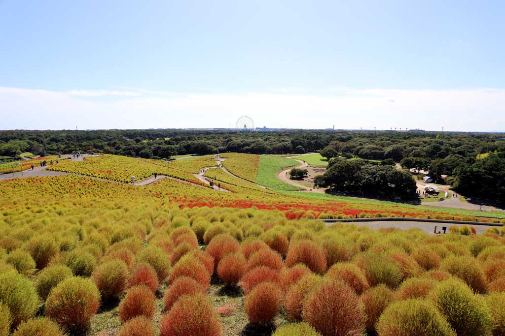 国営ひたち海浜公園、コキアの頃 2025