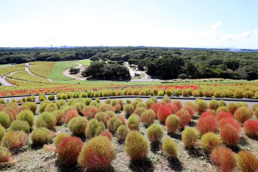 国営ひたち海浜公園、コキアの頃 2025