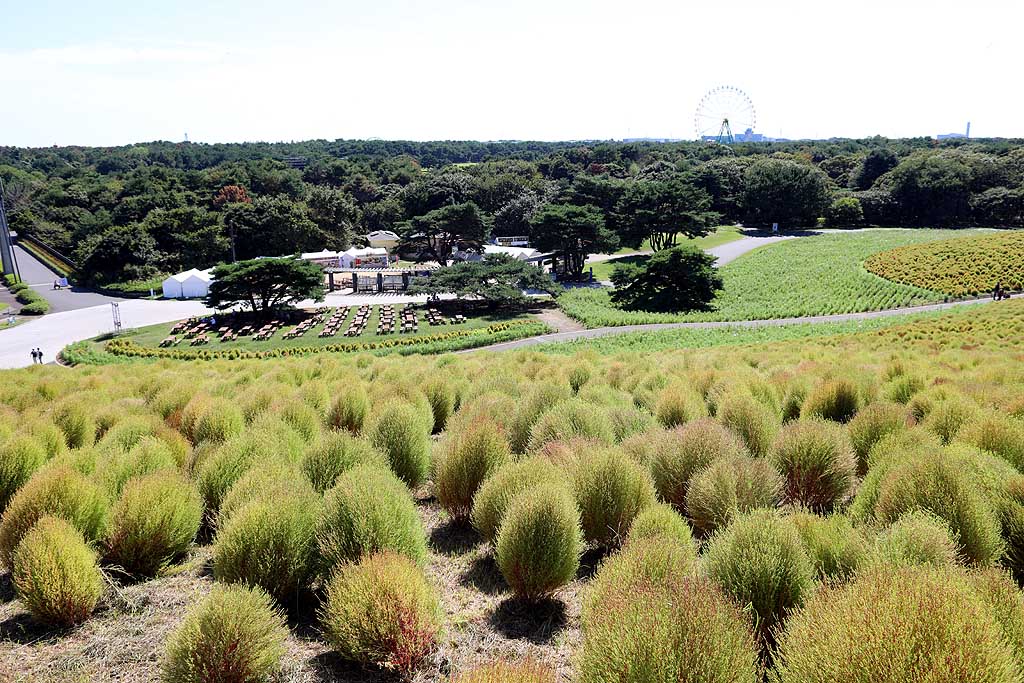 国営ひたち海浜公園、コキアの頃 2025