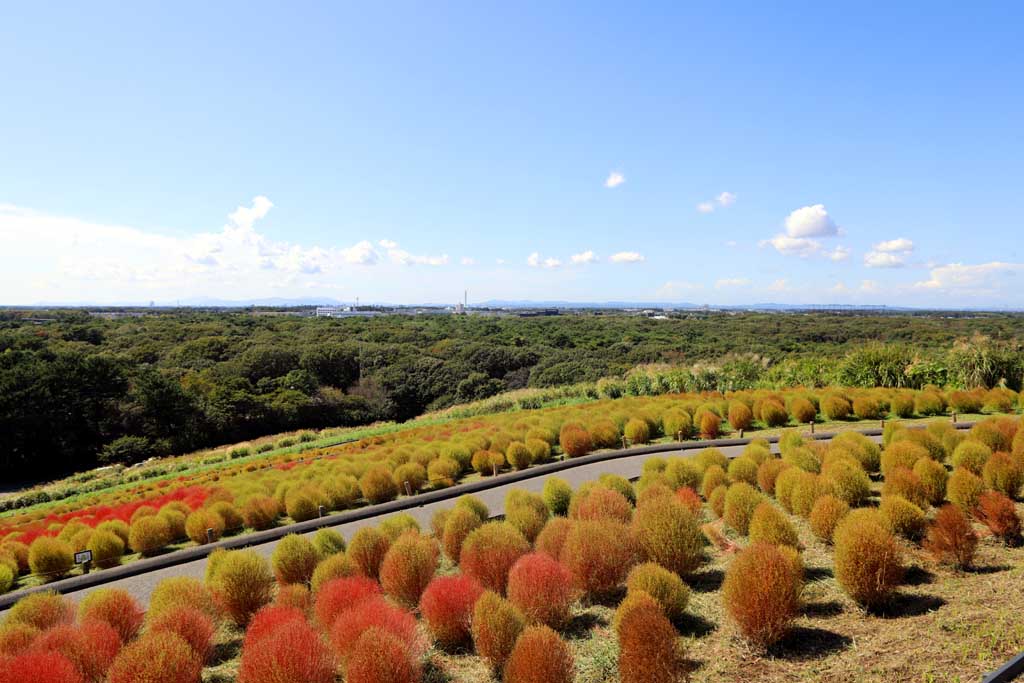 国営ひたち海浜公園、コキアの頃 2025