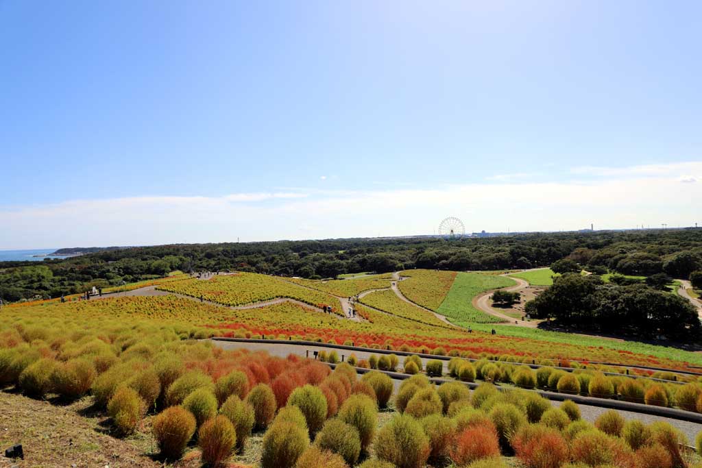 国営ひたち海浜公園、コキアの頃 2025