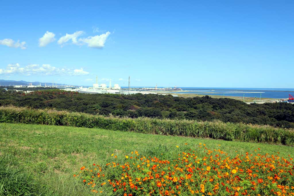 国営ひたち海浜公園、コキアの頃 2025